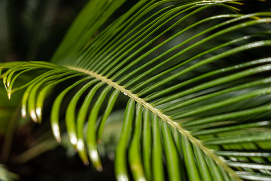 Palm leaf dark green background with reflections and glare