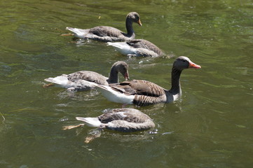 Wildgänse