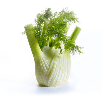 fennel on white background