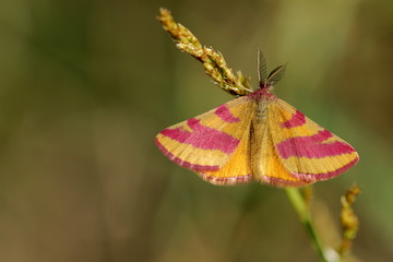 Purpurspanner-Männchen