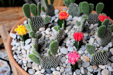 Beautiful cactus with colorful flowers (Opuntia Microdasys, Gymnocalycium), small succulent tropical houseplant for decoration home interior or gardening concept.