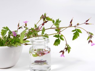 Ruprechtskraut, Tinktur, Naturheilkunde