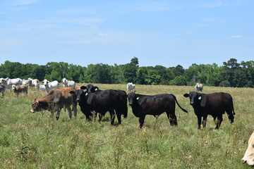 herd of cows in an open pasture