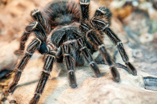 black live tarantua (spider)