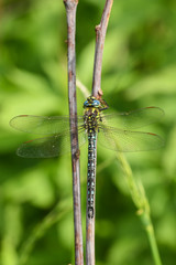 Früher Schilfjäger (Brachytron pratense)