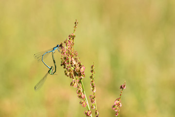 Paarungsrad der Hufeisen-Azurjungfern (Coenagrion puella)