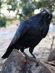 Australian Raven, Corvus coronoides, Neuhollandkrähe at Rottnest Island