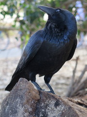 Australian Raven, Corvus coronoides, Neuhollandkrähe at Rottnest Island