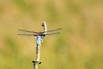 Plattbauch (Libellula depressa), Männchen