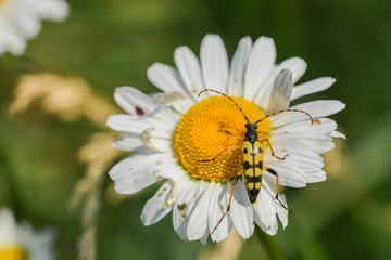 Obraz premium Gefleckter Schmalbock (Rutpela maculata)