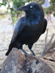 Australian Raven, Corvus coronoides, Neuhollandkrähe at Rottnest Island