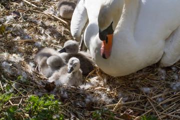 photo of a female Mute swan on her nest with young signets