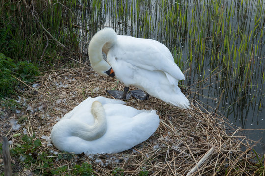 photo of as pair of Mute swans on the nest