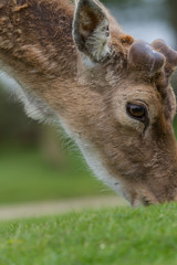 photo of a male fallow deer grazing  on grass with antlers just starting to show
