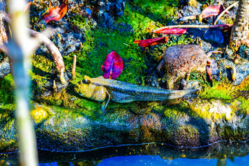 Mudskipper fish with mangrove forest