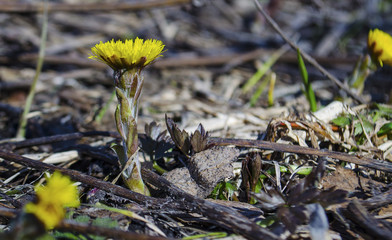 Tussilago farfara L awakening in spring