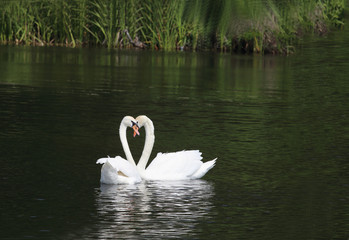 Obraz premium A pair of white swans in emerald water... Relations...