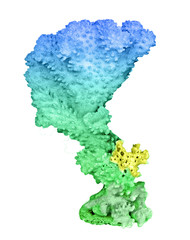 coral isolated on white background © Dmitry