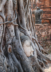 Buddha Head statue with trapped in Bodhi Tree roots at in Buddhist Temple Wat Maha That, Ayutthaya historical park, Thailand.