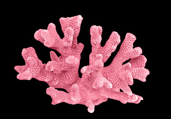 coral isolated on black background © Dmitry