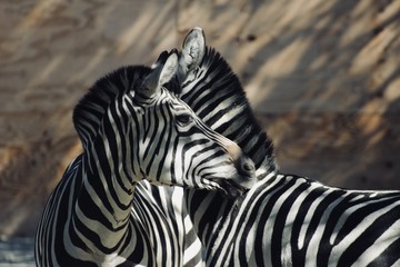 Zebras mit Zebralicht