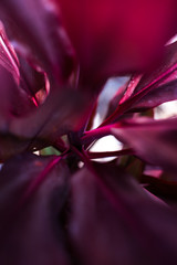 Abstract close up of a purple and red exotic plant.