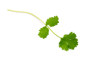 Coriander garden, cooking herb Isolated against a white background.