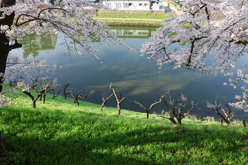 桜と城のお堀（福島県・会津若松市）