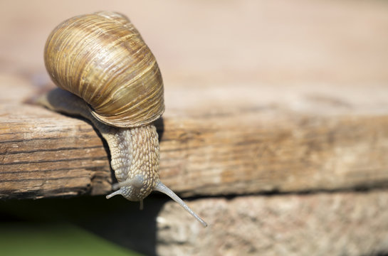 Slimy slow snail crawling on a wooden board