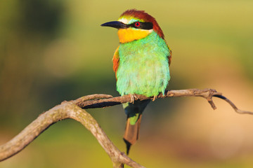 bee-eater on a dry branch in the spring morning