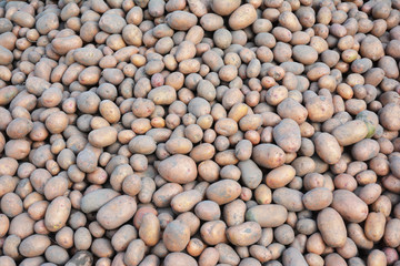 Potatoes harvesting texture background.