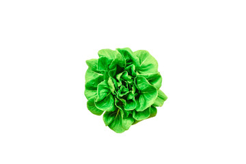 Butter head Lettuce salad plant, hydroponic vegetable leaves, isolated on white background