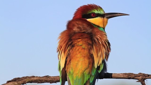 colored wild bird watching with interest to the parties, wildlife and changing seasons/colored wild bird watching with interest to the parties, wildlife and changing seasons