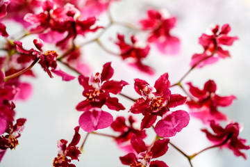 Beautiful  Red Oncidium orchid flowers. Selective focus.