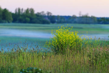 evening fog above the spring field