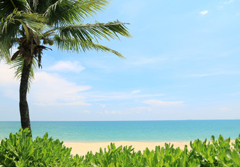 coconut tree On the sand beach And beautiful sea in Summer Phuket Thailand