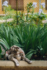 cute little grey puppy with collar sitting in grass and yawning. sweet doggy playing outdoors. homeless dog looking for home. adoption concept