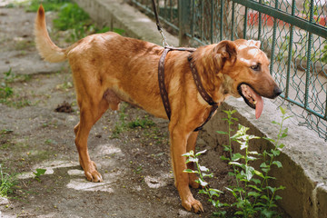 cute brown old dog standing in city street. scared sweet doggy with sad eyes, waiting outdoors. homeless dog looking for home. adoption concept.