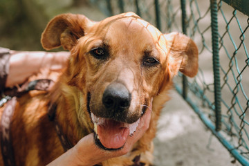 people hands caress brown old dog in city street, sweet emotions. person hugging scared sweet doggy...