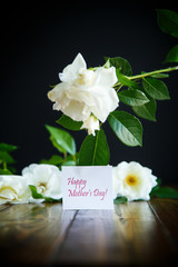 beautiful white blooming roses