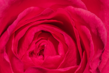 Fototapeta premium Pinke Rose