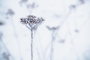 Fototapeta na wymiar Dried plant covered with white frost in winter