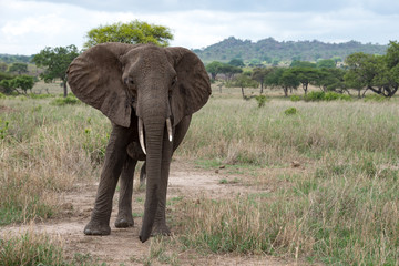 Fototapeta na wymiar African elephant on the savannah