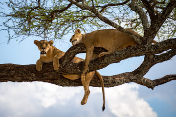 Sleeping and relaxing lions in a tree
