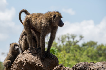 Baboon standing on a rock