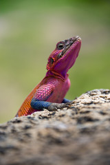 A colorful lizard