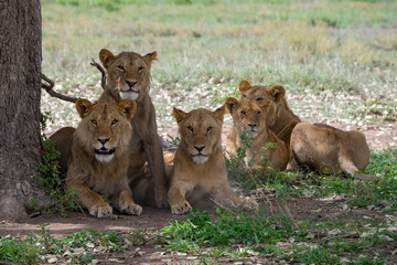 Naklejka na ściany i meble group of lions resting in the shade