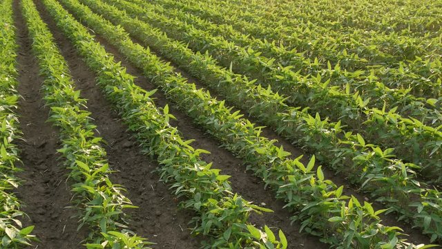 Agriculture, green cultivated soy bean plants in field, sunset in spring time