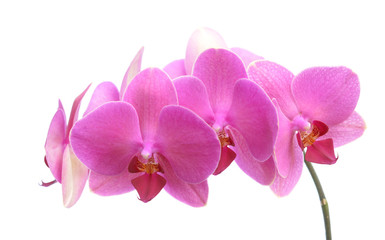 Fototapeta na wymiar pink orchids