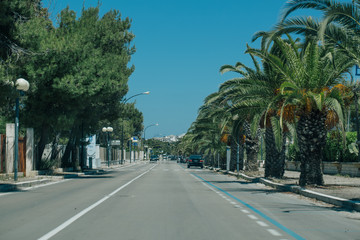 Fototapeta na wymiar Vieste apulia city streets Palms in Italy